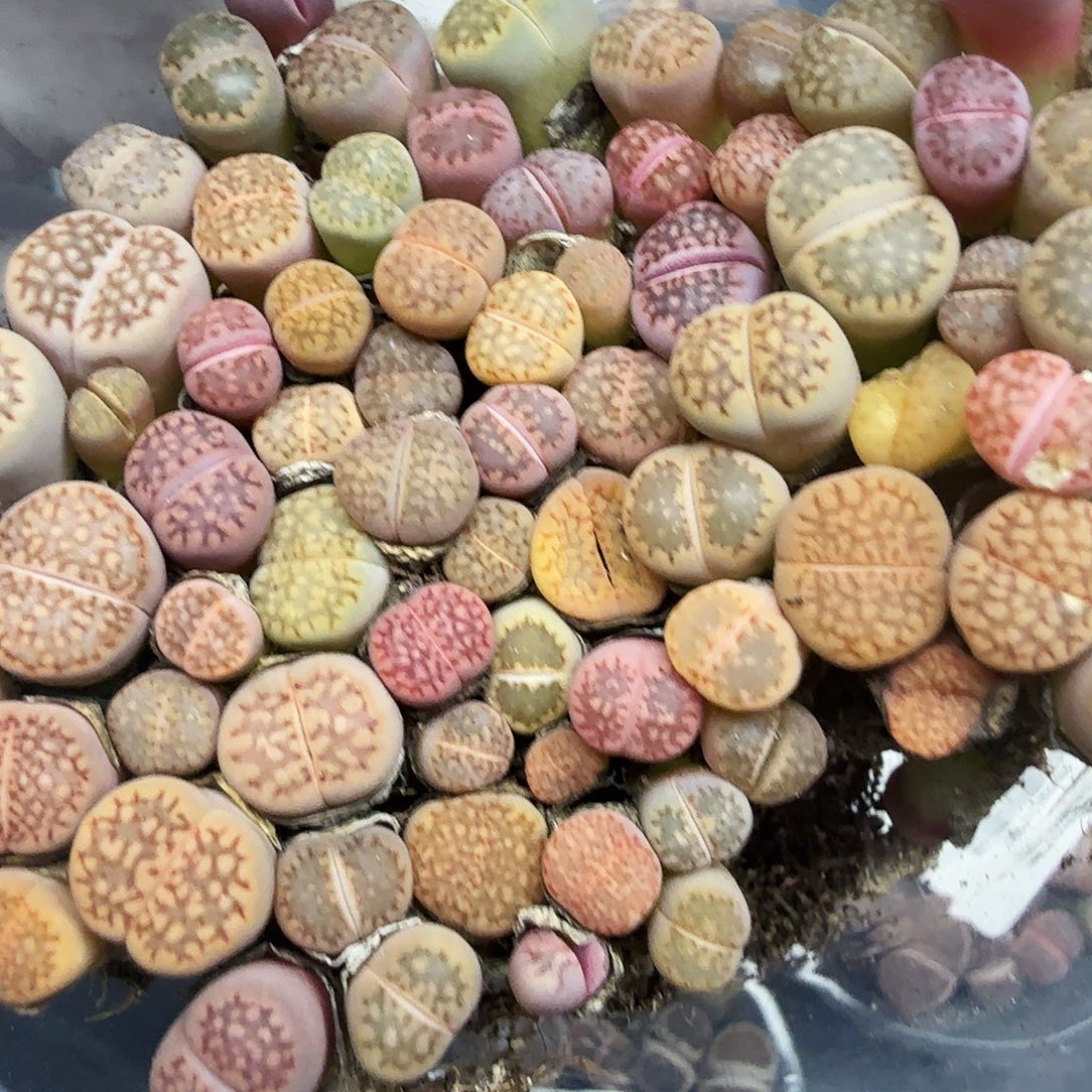 我想吃东西我自己737哈哈