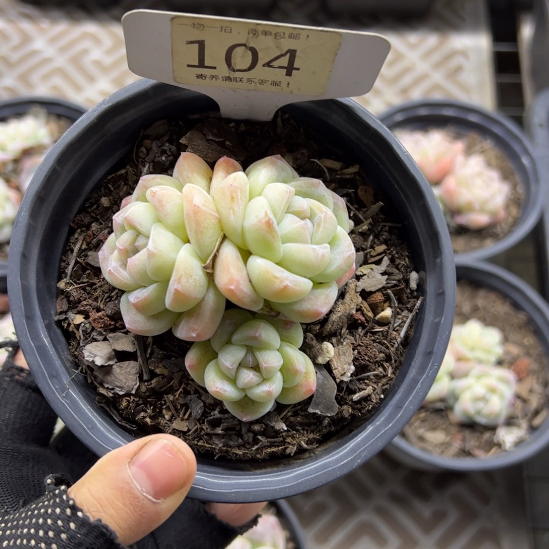 红陶104号多肉植物