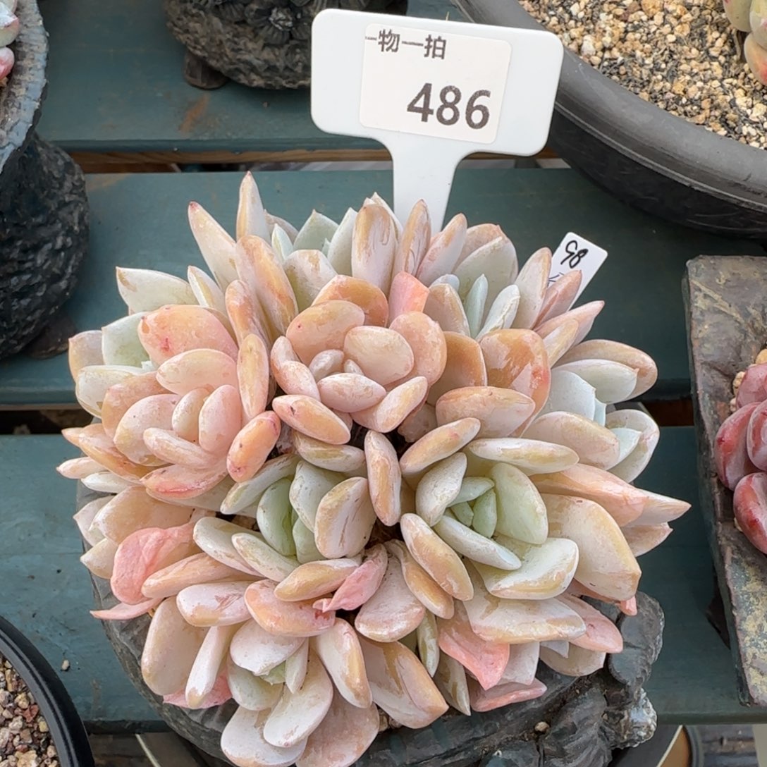 解忧一物一拍486号