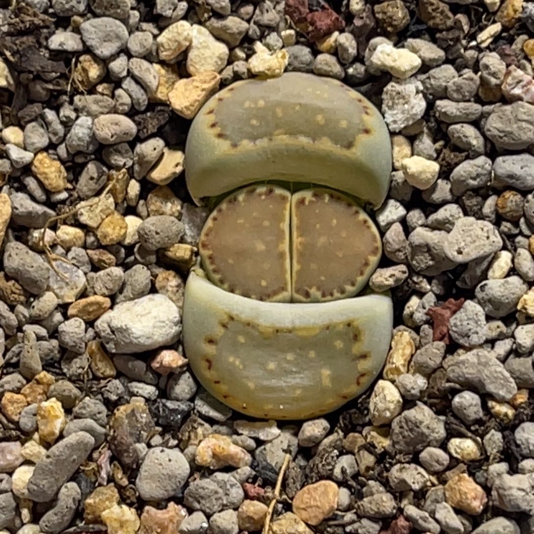 7333抹茶绿饼干1尺寸1.8