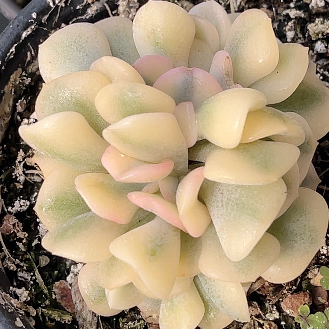 尚品园艺福利锦8256