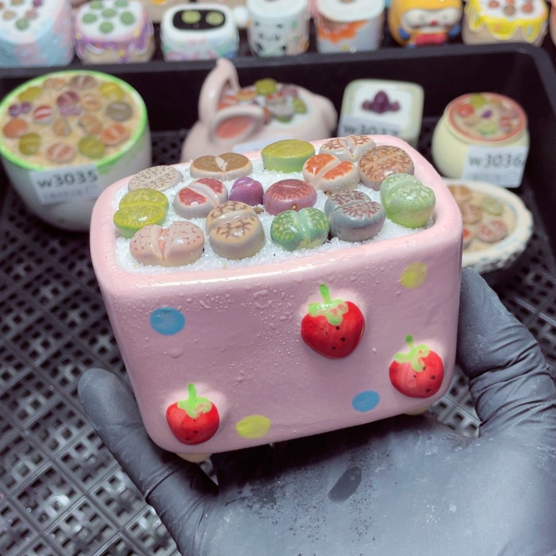 w3040--带盆土发货，零下地区拍保温箱