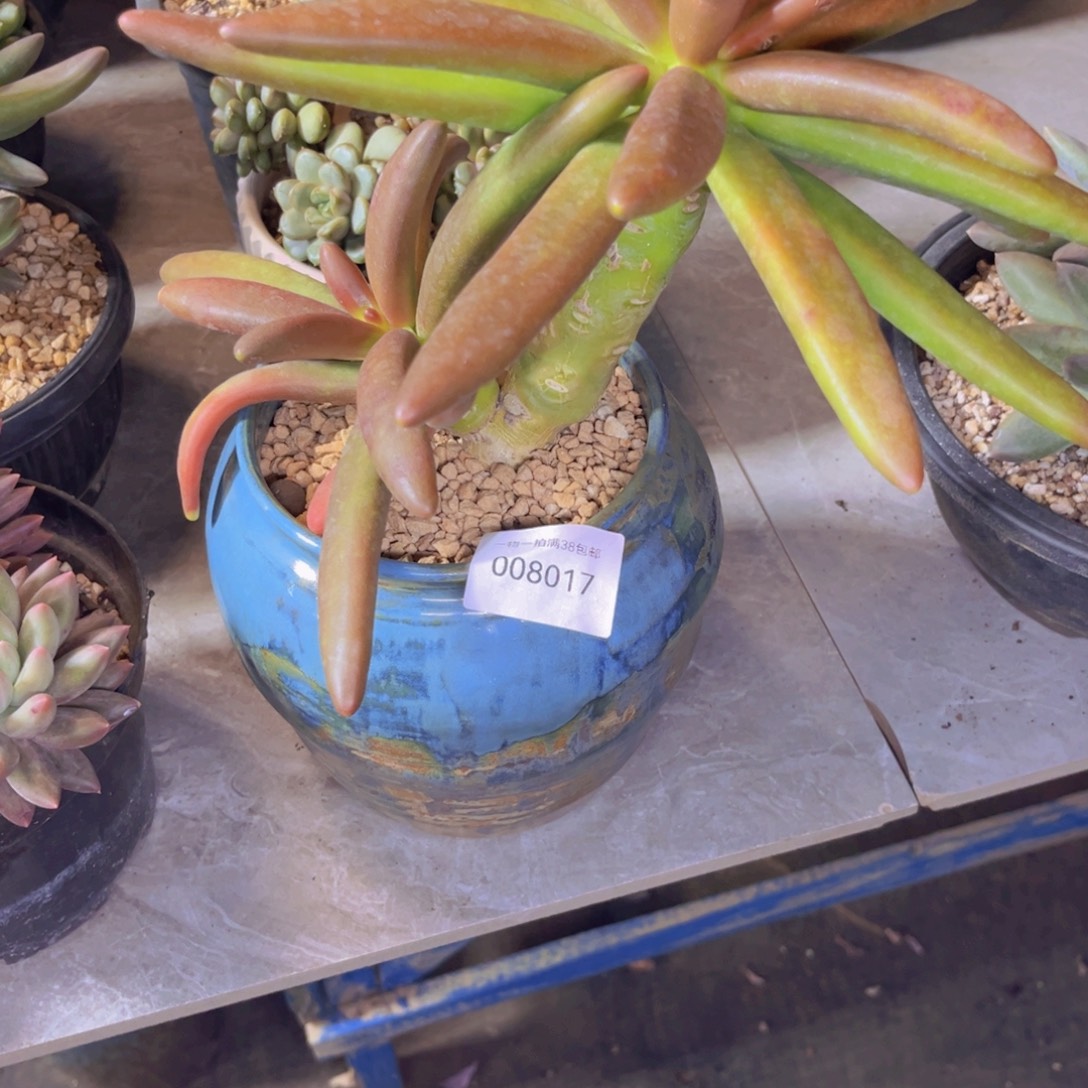 多肉一物一拍8017