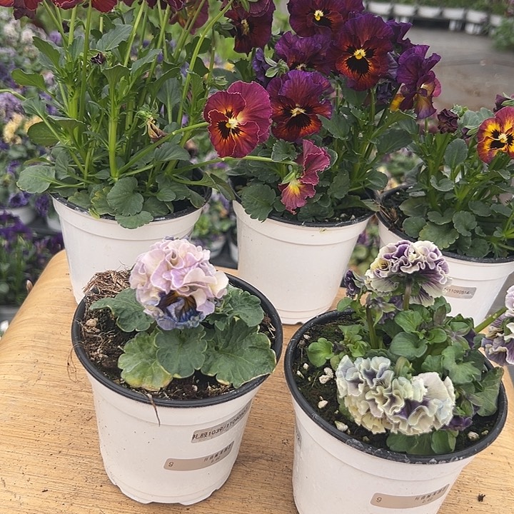 红陶抖音直播闪拍9