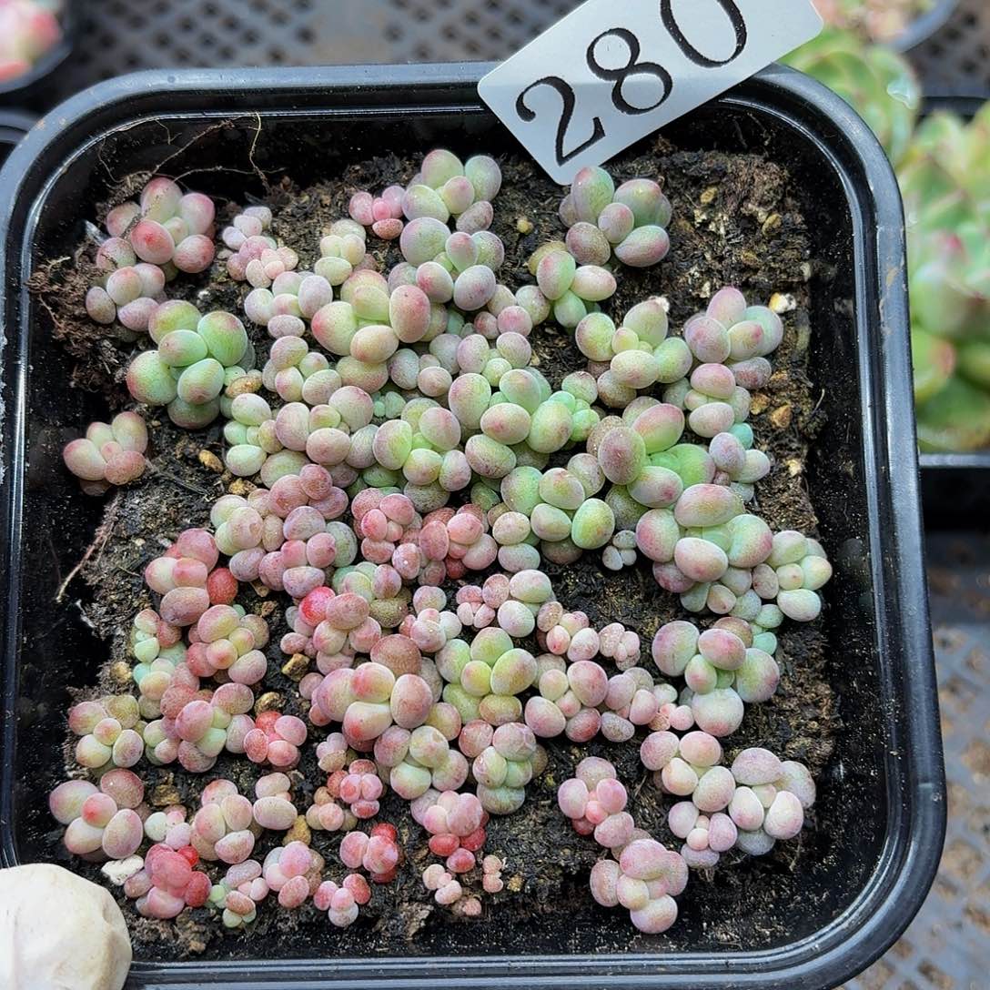 多肉植物多肉植物280