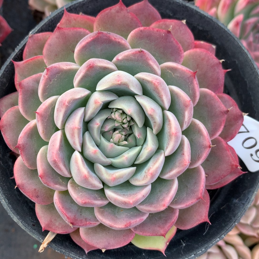 6709新年快乐发发发