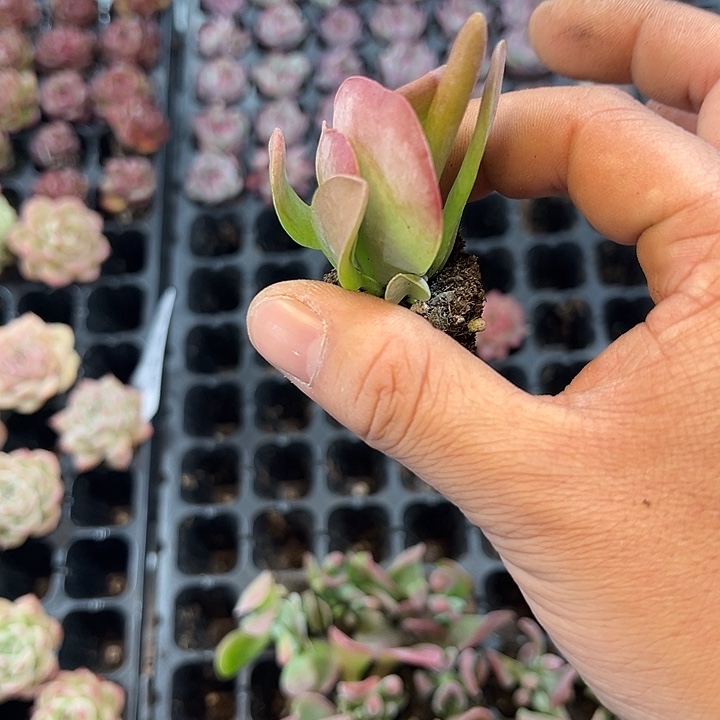 火狐狸 满10颗包邮