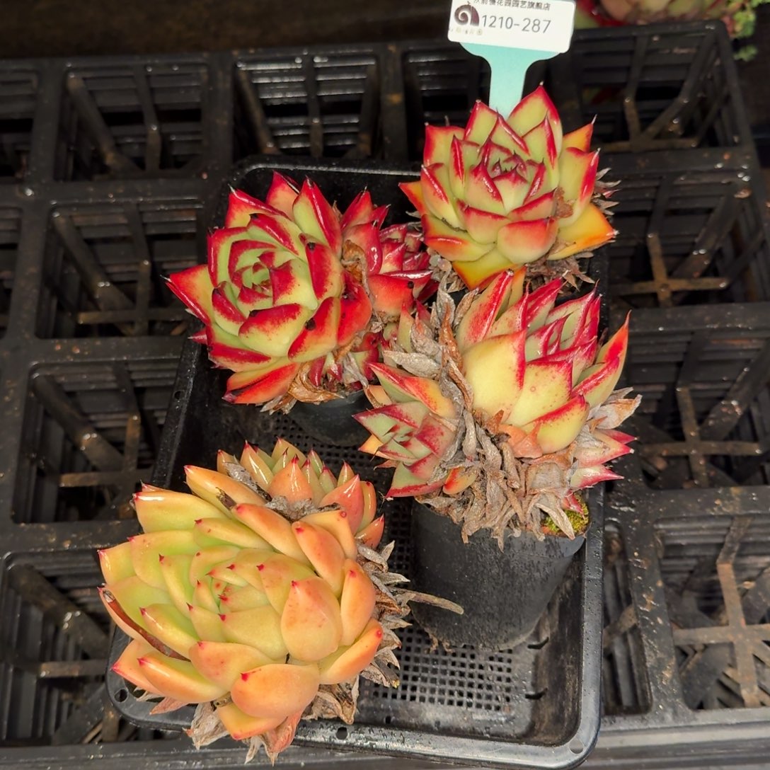 从前慢多肉精选编号1210.287