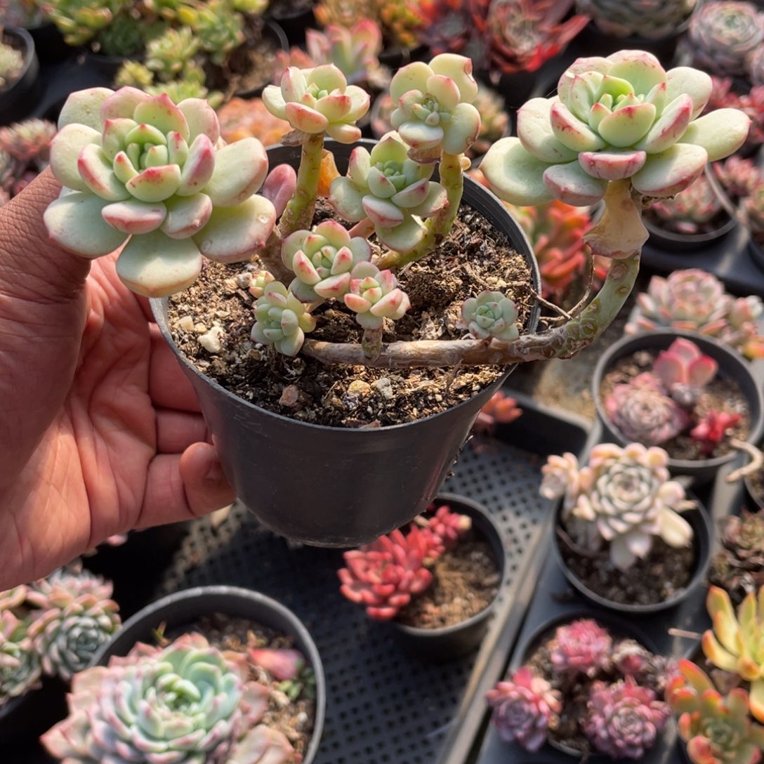 L***y0129  香草  六月六