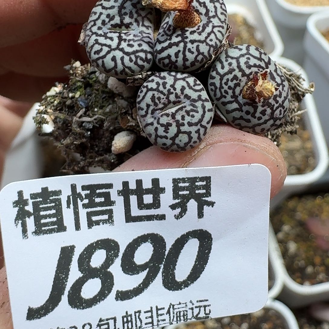 多肉植物我的润泽fv