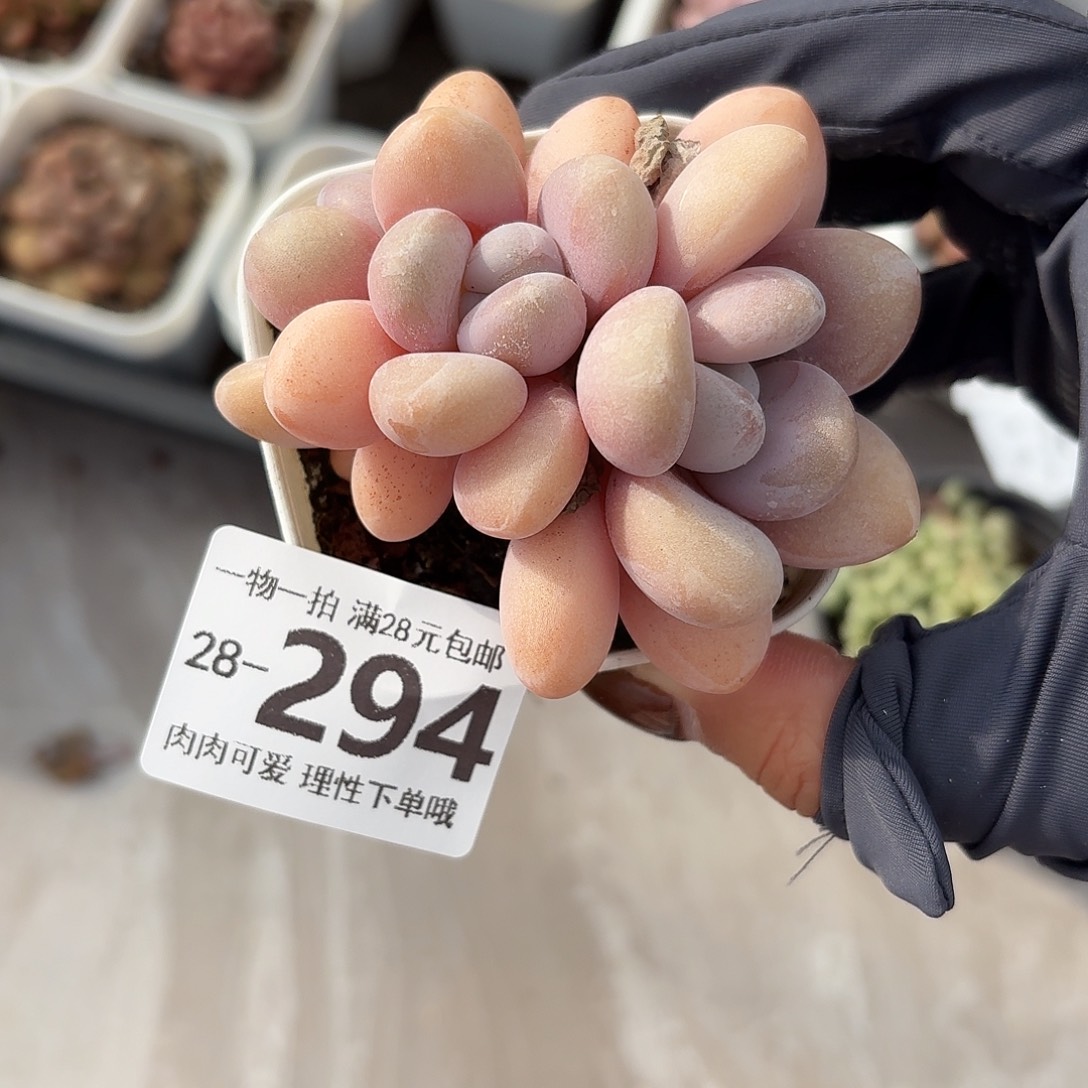 粉兔无盆土发货无