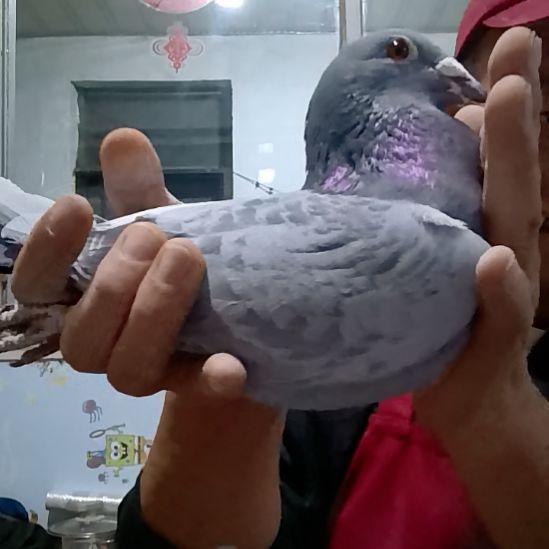 利***剑姐夫反问了0618439