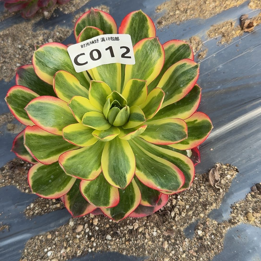 012如意。多肉植物