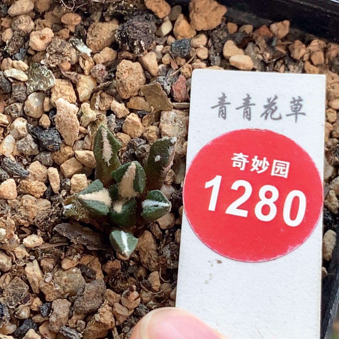 实生黑牡丹一颗仙人球