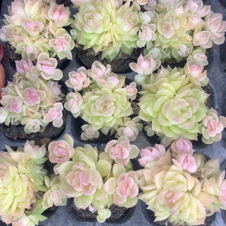 蝴蝶叶  （满9.99包邮不满9.99发空盆）