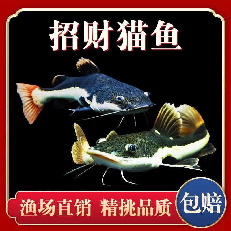 招财猫鱼活体红尾鲶鱼大型热带观赏鱼底层好养淡水鱼