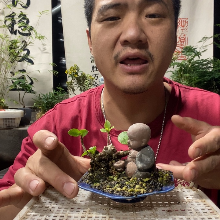 以实际为准盆景绿植绿植27