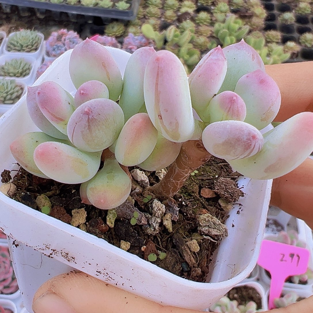 双头苹果奶19包邮