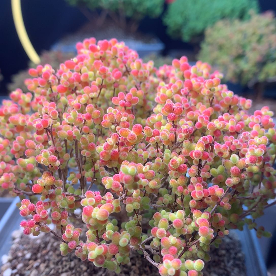 c269蜜橘枝干番杏