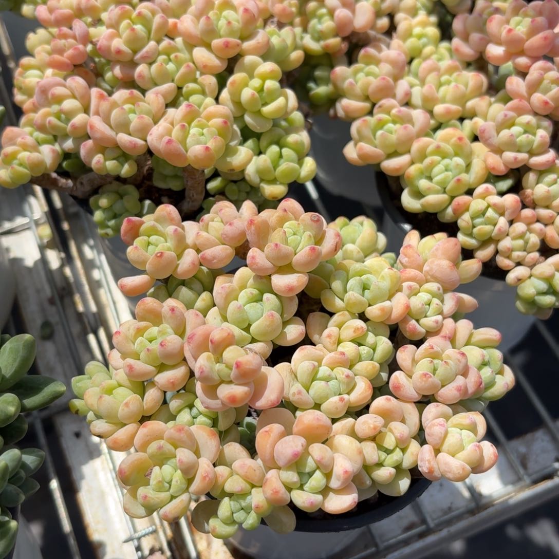 罗琦多肉散群10㎝盆特价