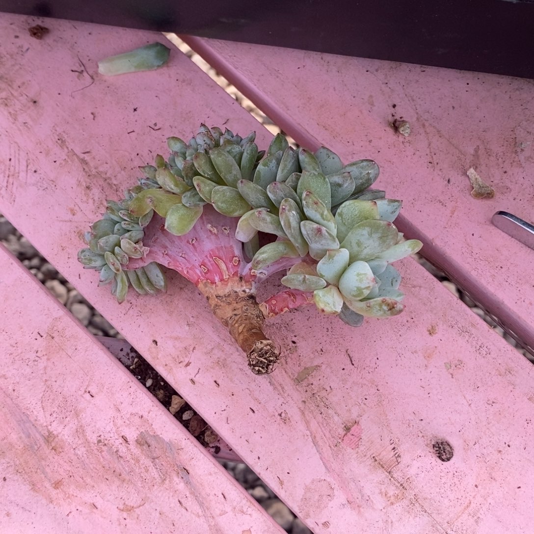 1***e小虎多肉一物一拍星影