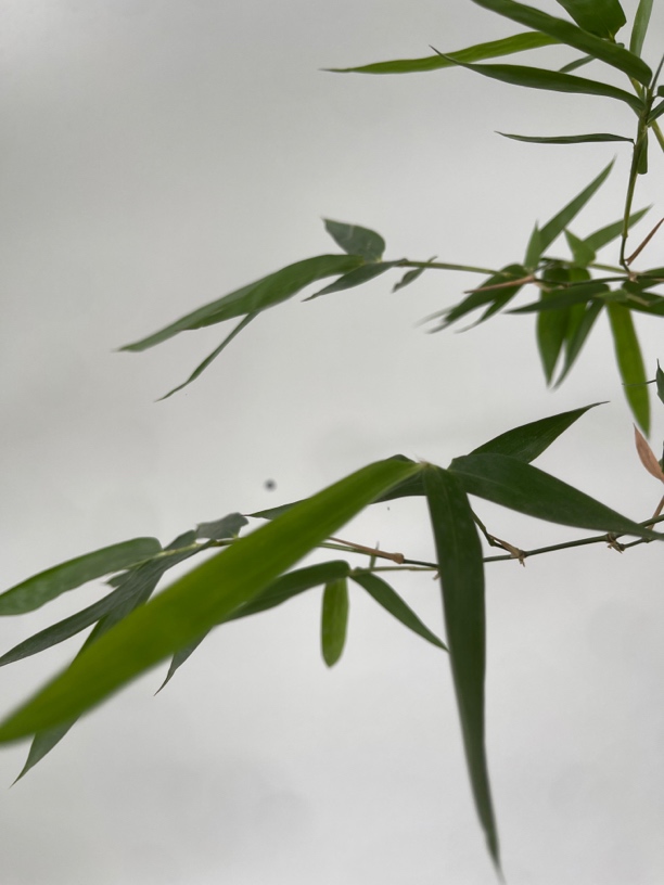 精品小叶正宗簕竹老桩盆景，直播货品一物一拍链接，偏远地区不包邮