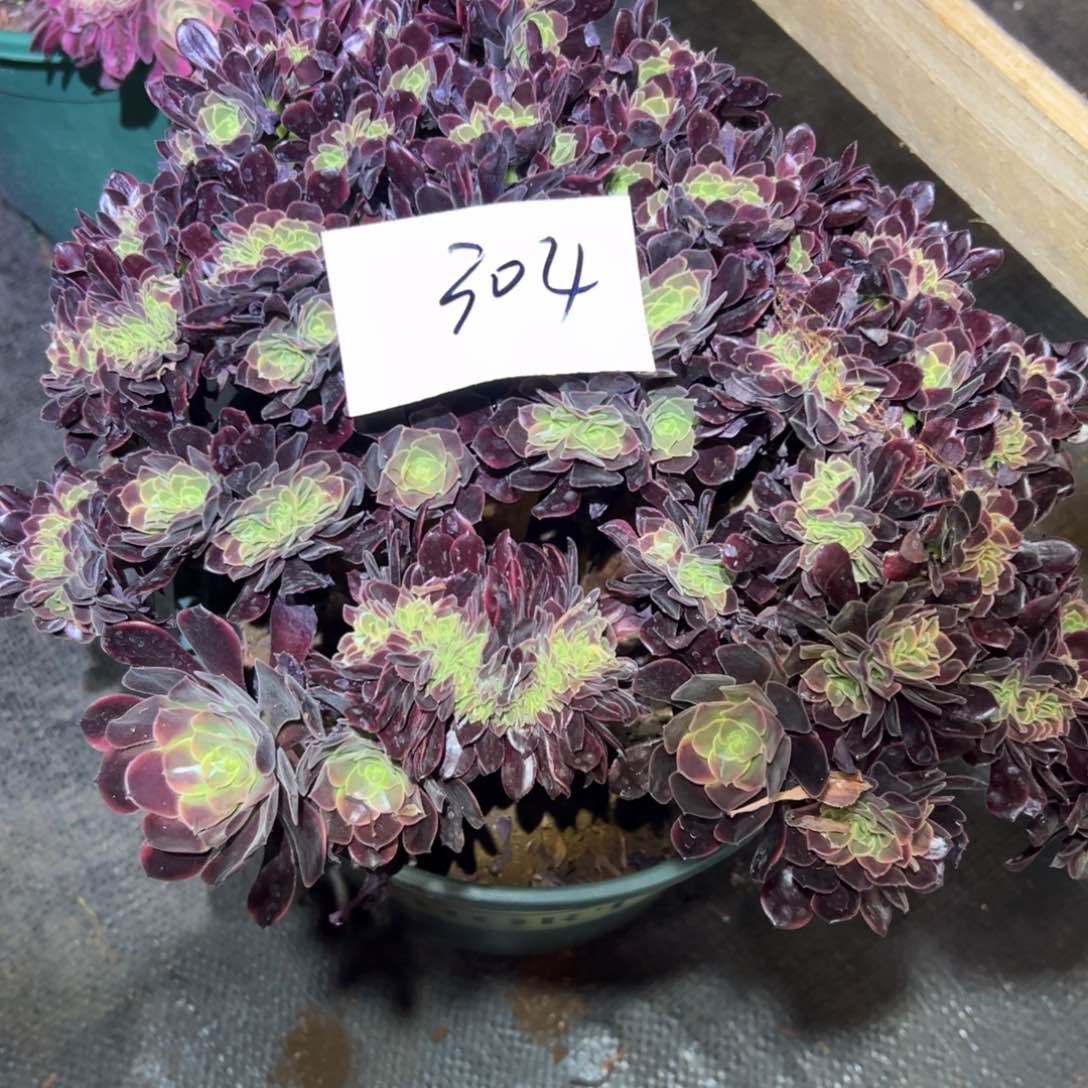 欧嘉莉朵朵老桩304号