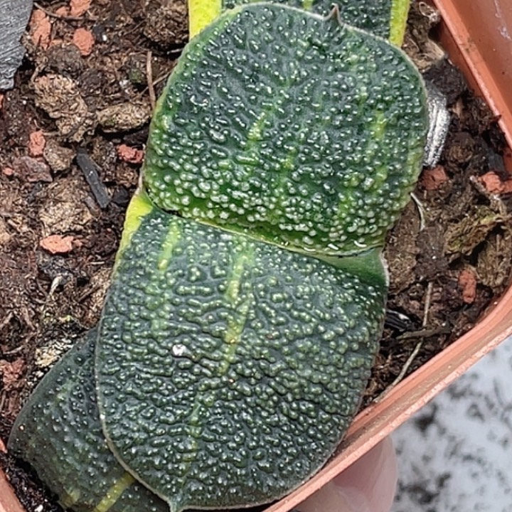 一物一拍竞拍福利拍