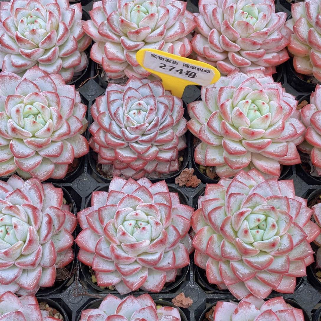 274号韩版维特母本大单头一个