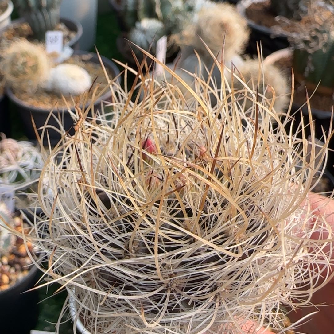 2046实生 仙人球11