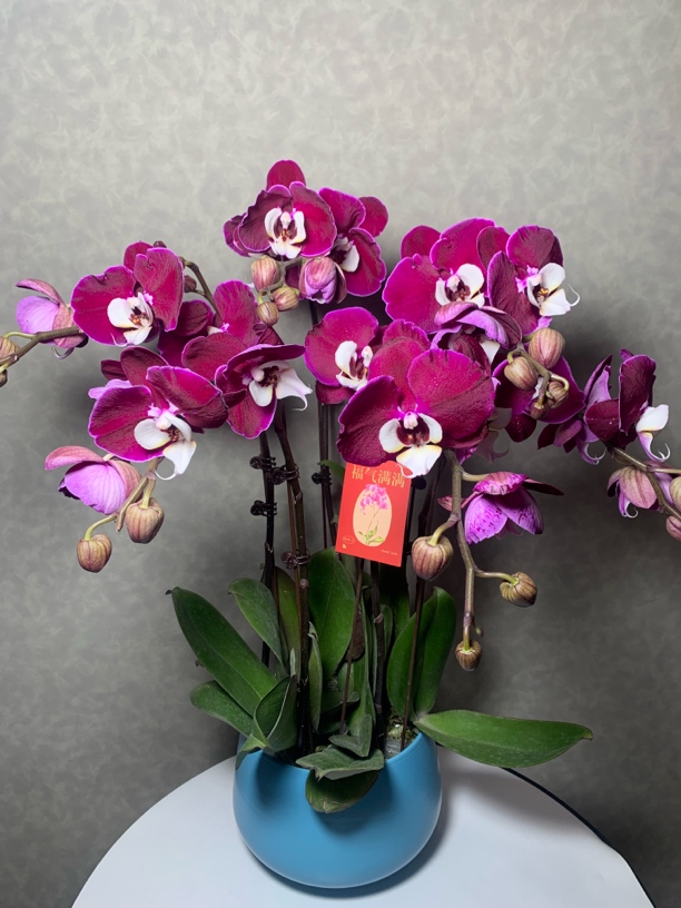 （米歇尔）稀有品种高级蝴蝶兰