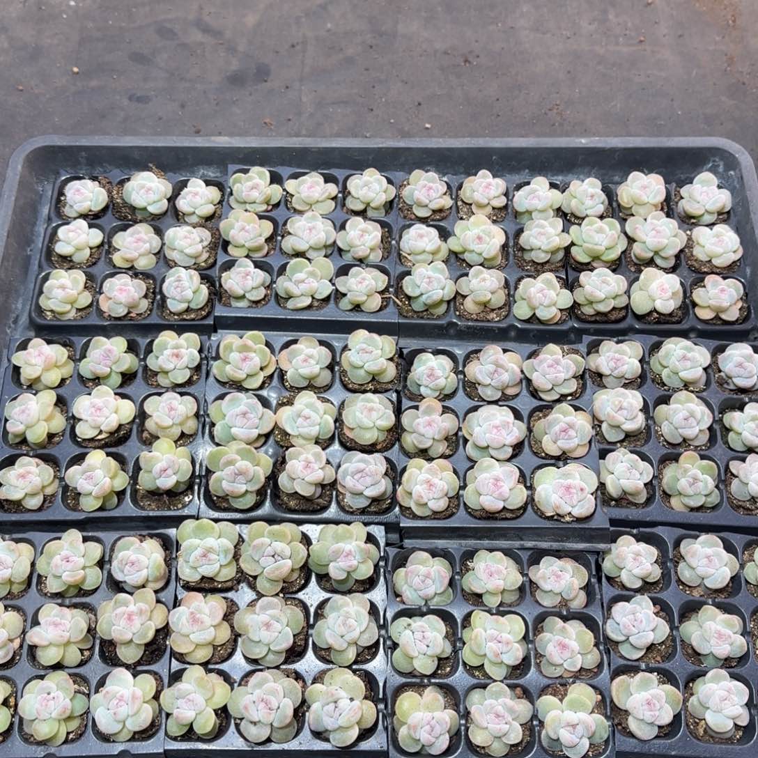 紫心冰玉套组9颗哈