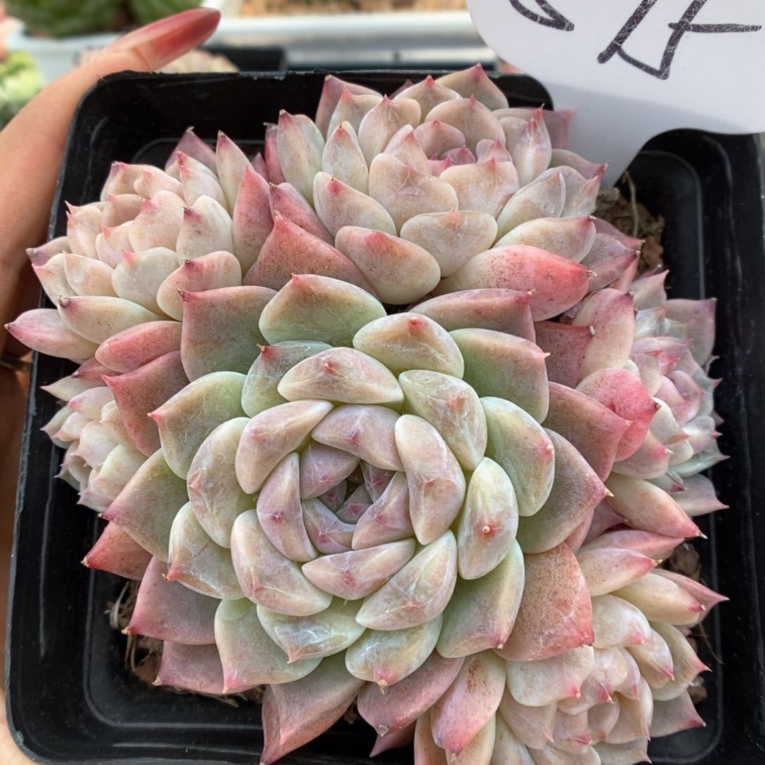 紫心冰魄群生可拍595号