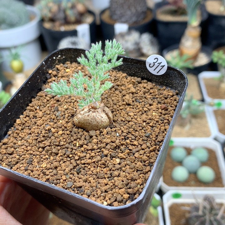 小枯木洋葵带盆多肉