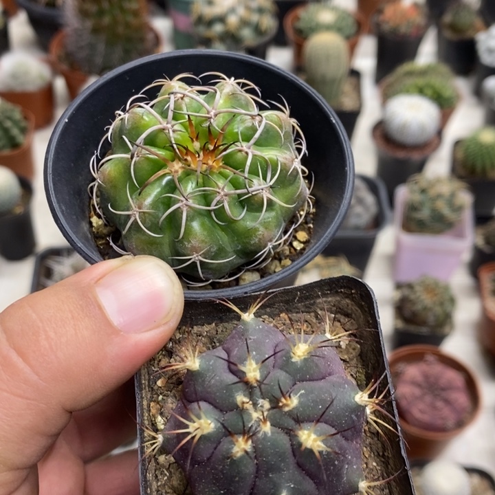 q***g圆盘玉天子玉2颗特价包邮