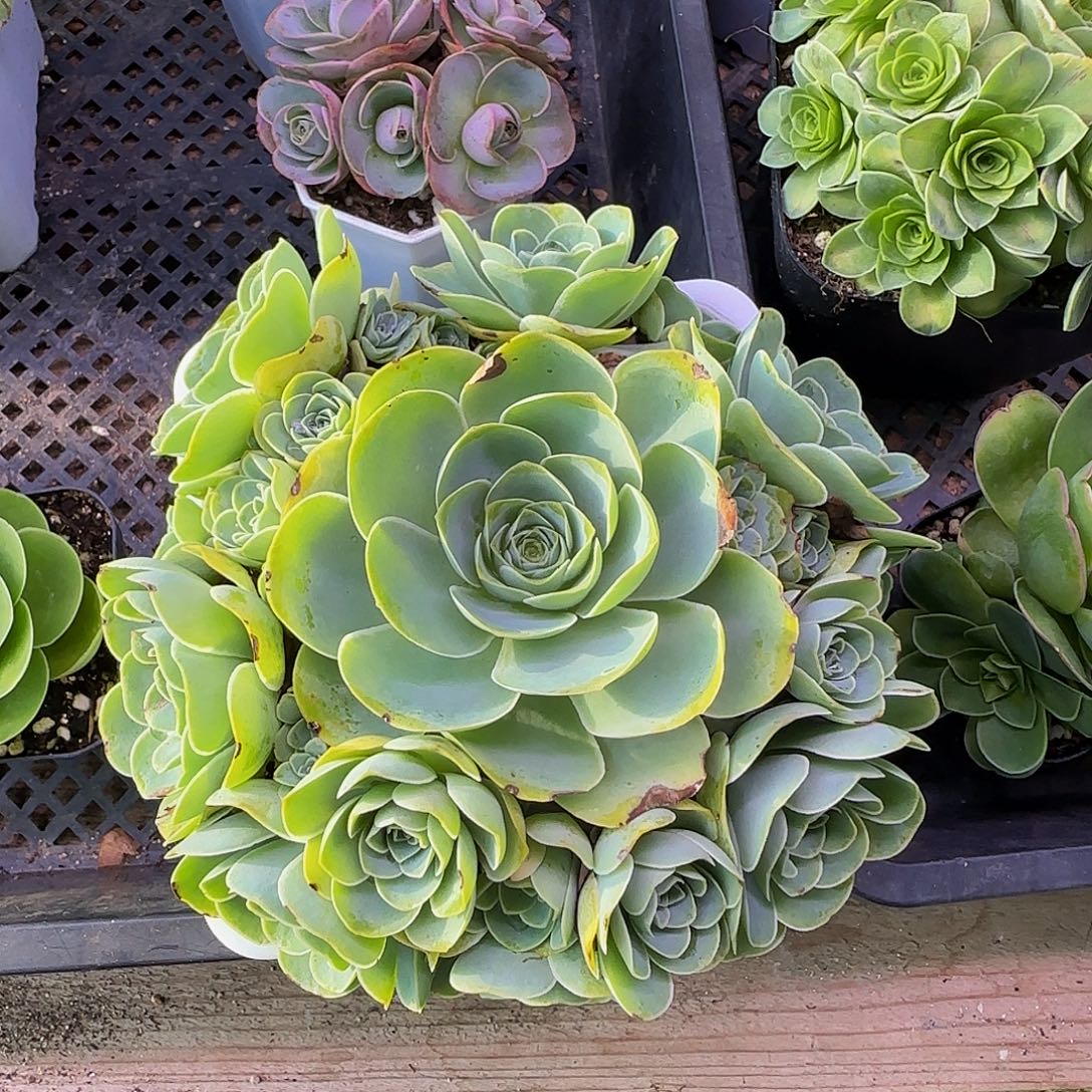 嫦娥 非偏远包邮玻璃心慎拍