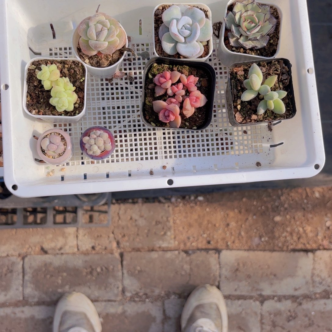 木***三一筐一物一拍11111