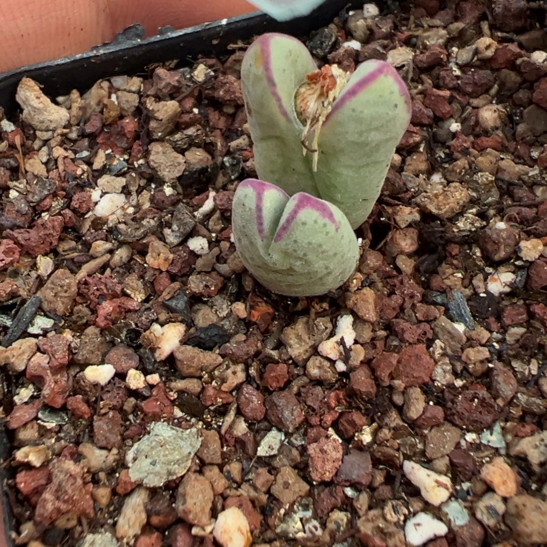 5-60肉锥多肉植物