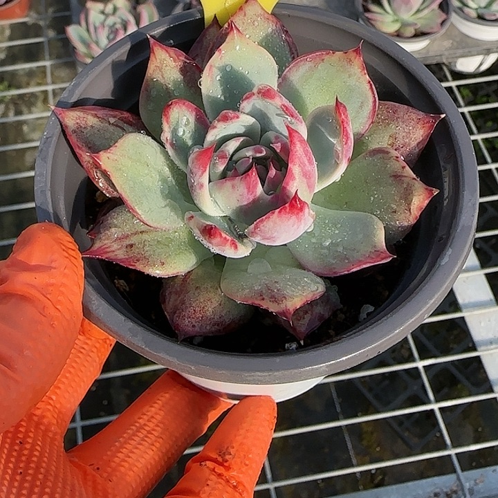 丶***以165 惊鸿仙子多肉植物6-9cm