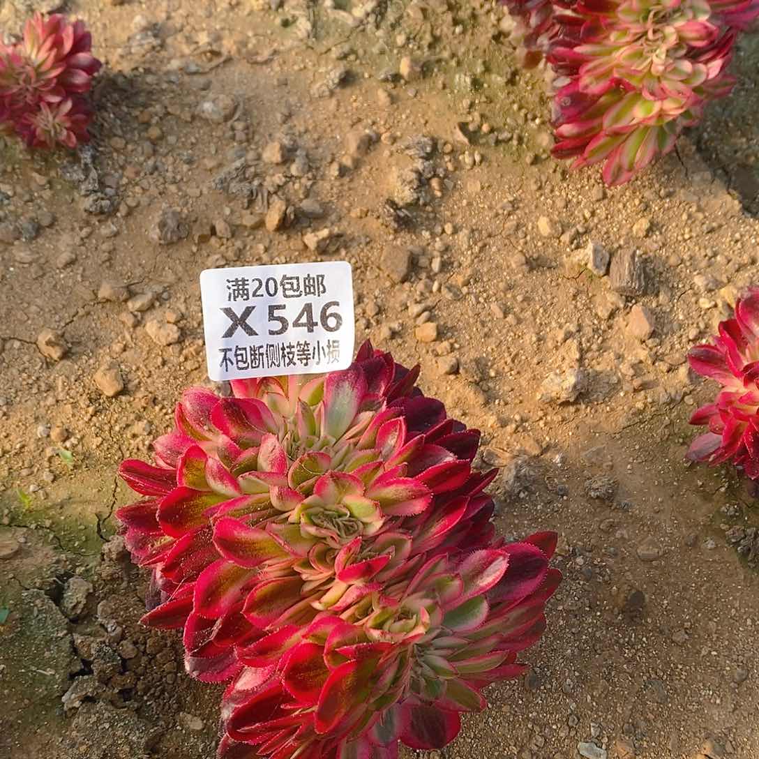 546倾城缀化多肉