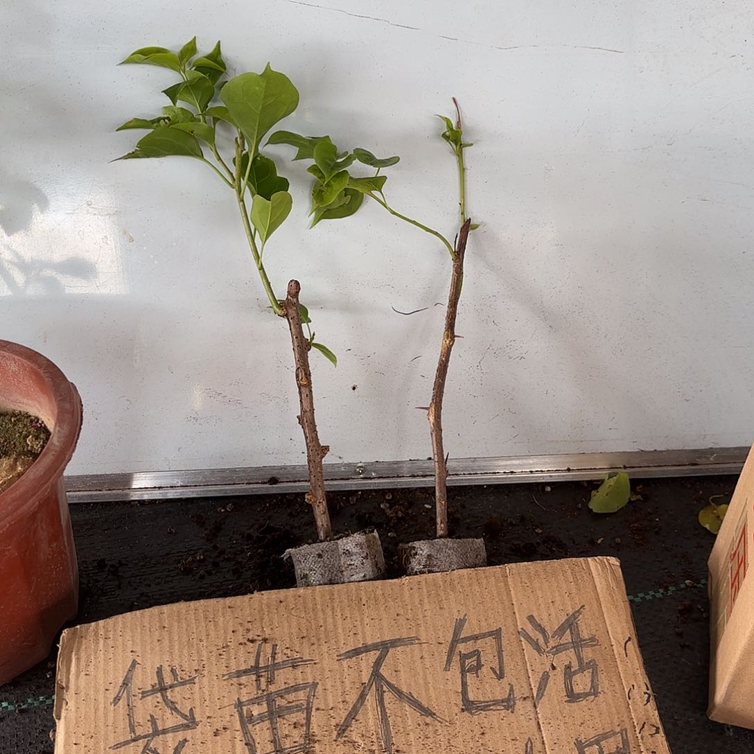 *****无花朵两颗袋苗盲盒