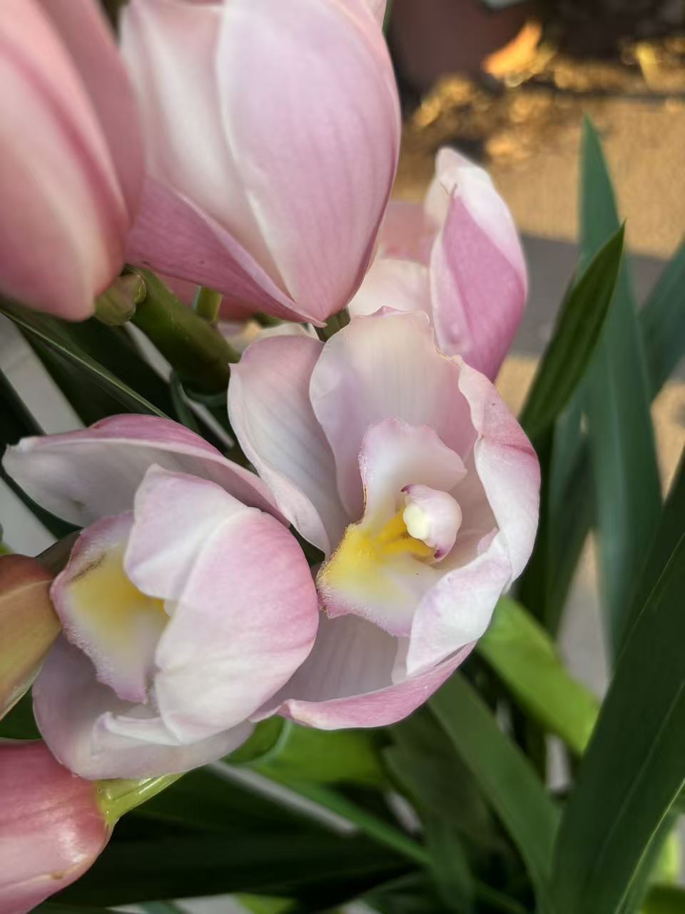 老黑家的蕙兰 【彩荷】大花惠兰 年宵花 室内好养活盆栽