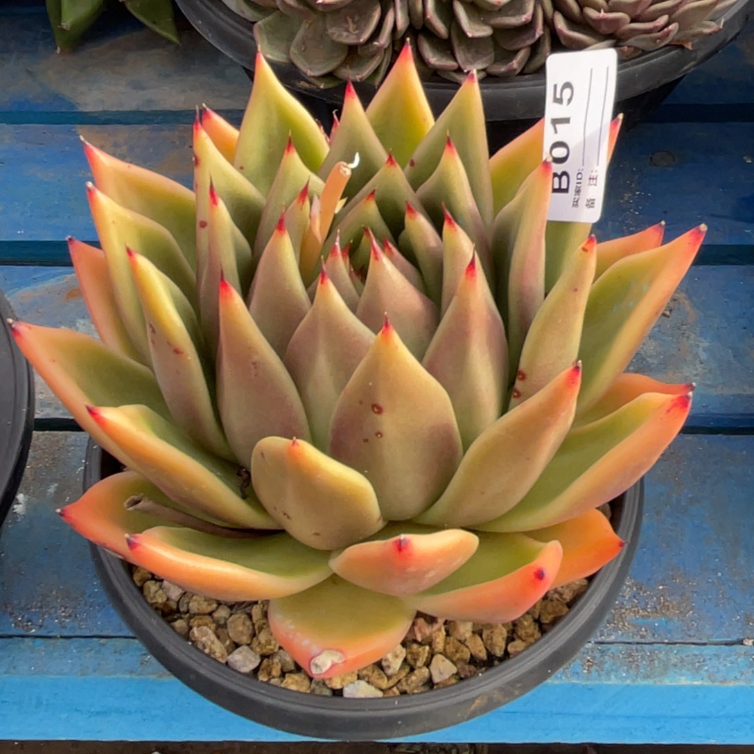 无花朵若如东云单拍D015