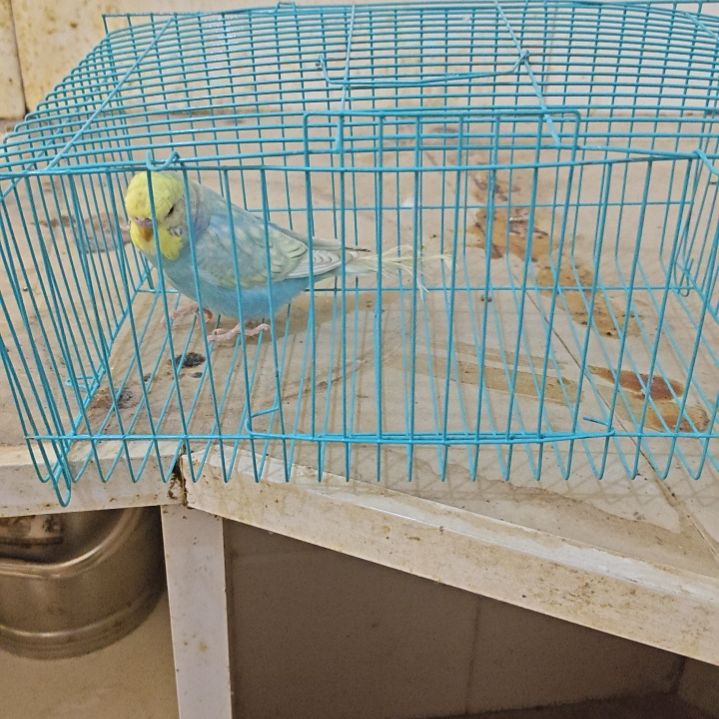 虎皮鹦鹉精品大头，金彩大头