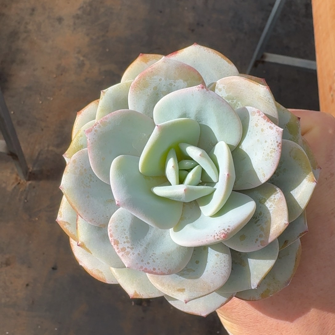 12厘米的尺寸一物一拍的