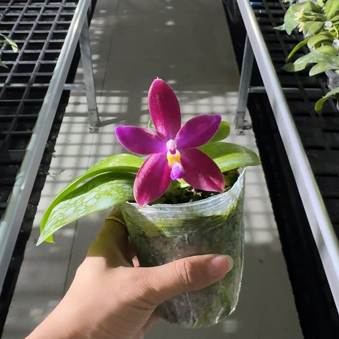 完全开放小*妈蝴蝶兰