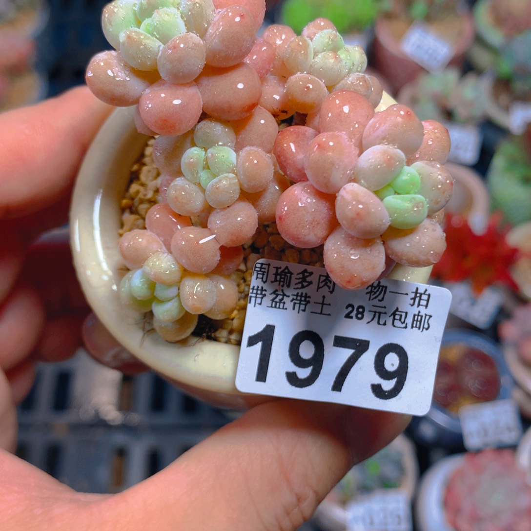 精控多肉植物1979