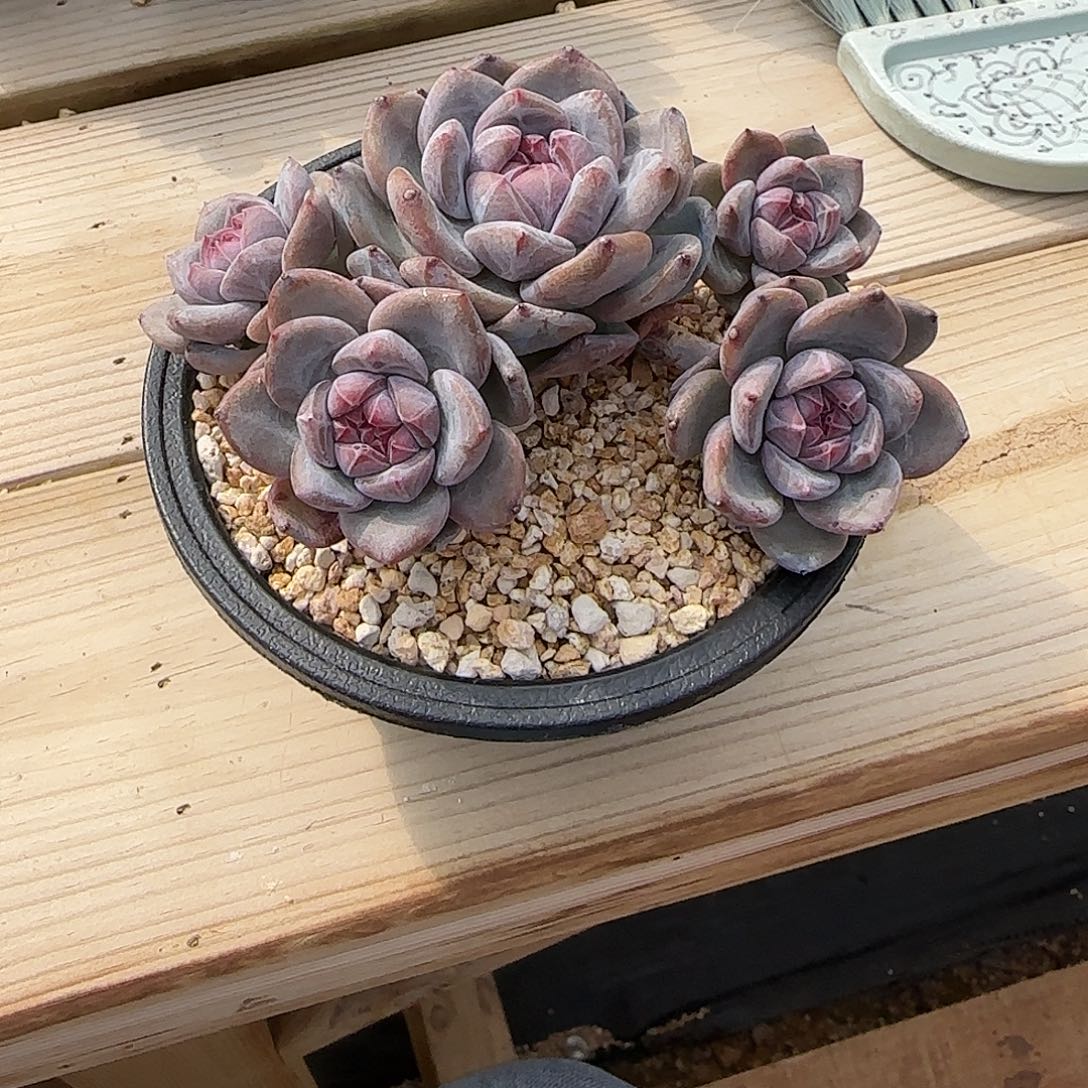 初****初语突尼斯发货多肉