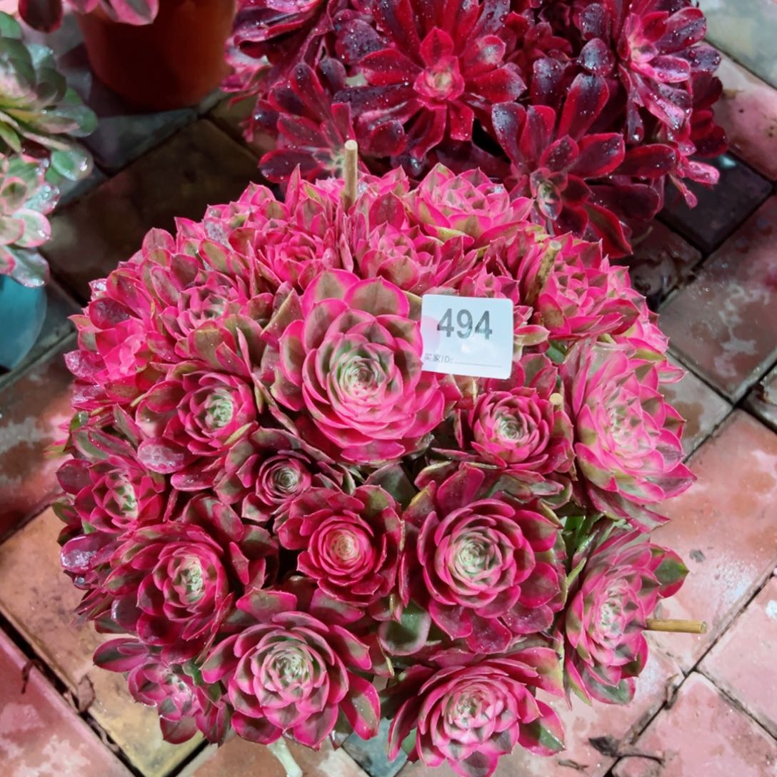 494半糖法师多肉植物