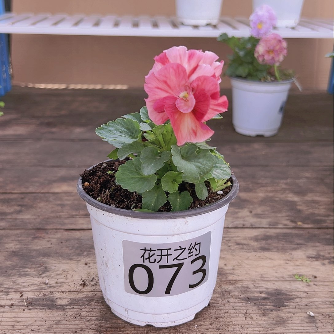 【闪购商品】完全开放073号